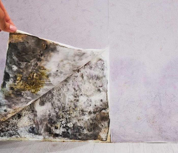 mold under wallpaper